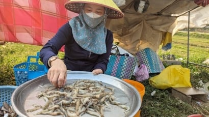 Chuyện ghi bên phá Tam Giang: [Bài 1] Giữa ‘mỏ vàng’ thủy sản nghe chuyện cá tôm