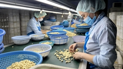 Xuất khẩu hạt điều của Việt Nam quý I tăng cả về lượng và giá trị