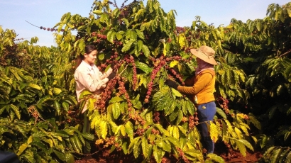 Trên 37.000ha cà phê Gia Lai sẵn sàng đáp ứng tiêu chuẩn EUDR