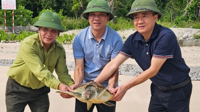 Vườn Quốc gia Cát Bà thả rùa xanh quý hiếm về biển