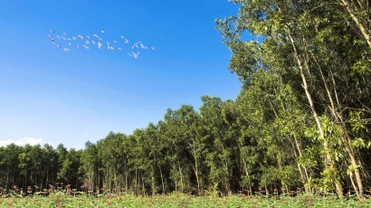 ‘Sinh lộ’ của ngành gỗ Việt: [Bài 4] Những diện tích rừng trồng đầu tiên được bảo hiểm