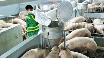 Bắc Kạn ưu tiên các dự án chăn nuôi lợn công nghệ cao