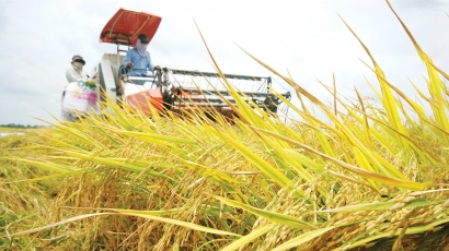 IRRI hỗ trợ xây dựng công cụ đo lường, báo cáo, thẩm định phát thải lúa