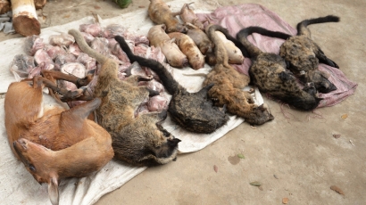 Xử phạt hơn 1 tỷ đồng hành vi buôn bán động vật hoang dã