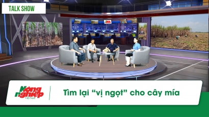 Tìm lại 'vị ngọt' cho cây mía