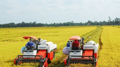 Nỗi lo khi doanh nghiệp Việt chào giá gạo xuất khẩu thấp nhất thế giới