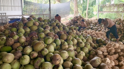 Giá dừa khô giảm sâu, thị trường xuất khẩu chững lại