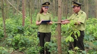 Bắc Giang trồng rừng hơn 30% so với cùng kỳ năm 2023