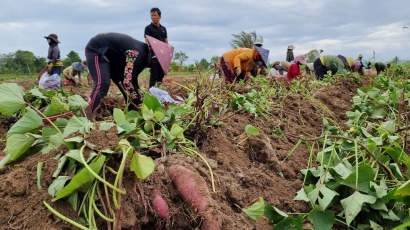 Giá khoai lang chỉ còn 3.500 đồng/kg, Gia Lai kêu gọi hỗ trợ