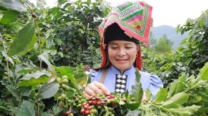 Sử dụng vật tư nông nghiệp có trách nhiệm trong ngành cà phê