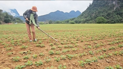 20 tấn lạc giống bán cho nông dân Quảng Bình có dấu hiệu bất thường