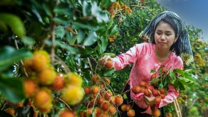 Lễ hội Trái cây Long Khánh 2024: Khởi động mùa cây trái sinh thái miệt vườn