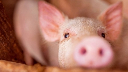 Giá heo hơi hôm nay 1/6/2024: Chăn nuôi Bắc Kạn điêu đứng vì dịch tả lợn