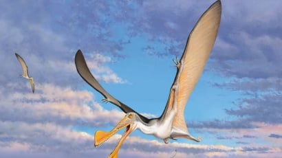 Thằn lằn bay có mặt tại Úc 107 triệu năm trước