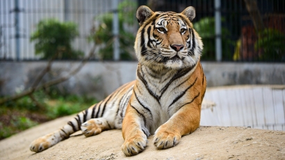 Liên minh bảo tồn hổ toàn cầu đặt mục tiêu huy động thêm 1 tỷ USD