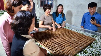 Tằm Việt sau hàng thập kỷ ngủ đông đã thức giấc: Trồng 3 mẫu dâu vẫn có thời gian đánh bóng chuyền