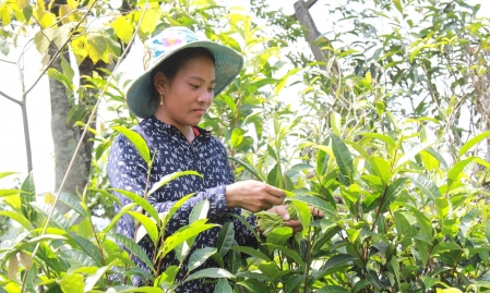 Việt Nam có nhiều thuận lợi phát triển nông nghiệp hữu cơ