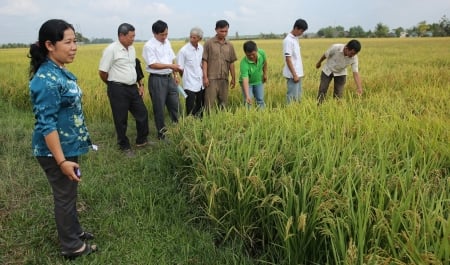 Tập huấn cho giảng viên triển khai Đề án 1 triệu ha lúa