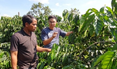 Hơn 200 hộ đồng bào Ba Na sản xuất cà phê theo hướng hữu cơ
