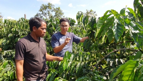 Hơn 200 hộ đồng bào Ba Na sản xuất cà phê theo hướng hữu cơ
