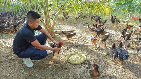 Nâng cao giá trị gà ri Ninh Hòa theo hướng đa giá trị