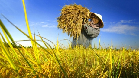 Cam kết tăng 40% thu nhập cho nông dân canh tác lúa phát thải thấp