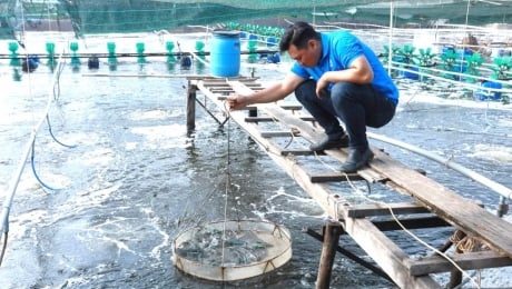 Việt Nam đáp ứng đủ tôm giống nước lợ cho nhu cầu thả nuôi