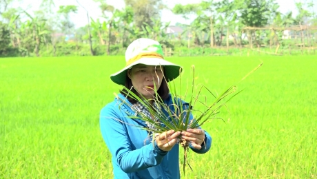 Tăng cường phòng trừ bệnh đạo ôn hại lúa vụ đông xuân