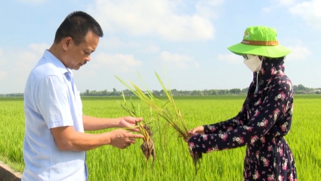 Bệnh khô vằn gây hại trên lúa diễn biến phức tạp