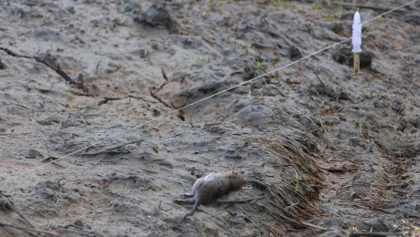 Bẫy chuột bằng điện trên đồng ruộng: Nguy hiểm!
