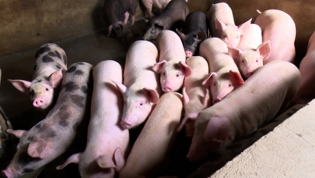 Dịch tả lợn Châu Phi: Chăn nuôi nhỏ lẻ điêu đứng