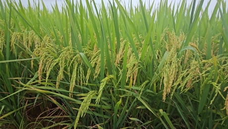 Cánh đồng trồng lúa đầu tiên áp dụng công nghệ hướng hữu cơ cho lãi lớn