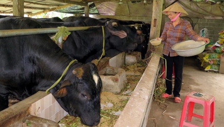 Quảng Trị triển khai nhiều mô hình nuôi bò 3B vỗ béo