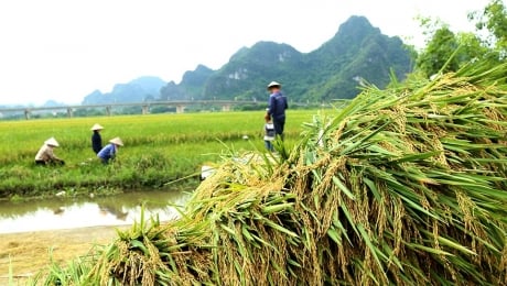 Ninh Bình thu hoạch 640ha lúa ngoài đê tránh lũ tiểu mãn