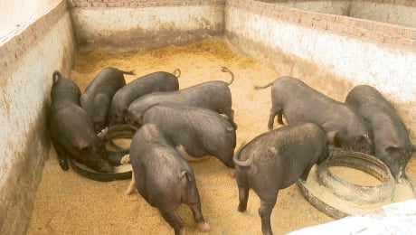 Vỗ béo lợn đen bản địa bằng bột chè xanh
