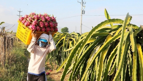 Diện tích trồng thanh long ở Trung Quốc tăng nhanh và ‘đối sách’ của Việt Nam