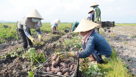 Nông dân trồng khoai mỡ vùng Đồng Tháp Mười thua lỗ vì giá thấp