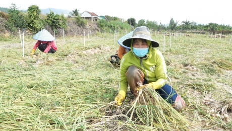 Tỏi Khánh Hòa khó tìm đầu ra