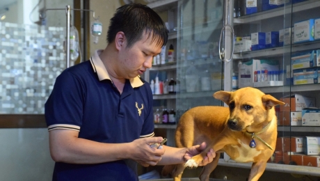 Trào lưu nuôi thú cưng: Kiểm soát nguy cơ truyền nhiễm bệnh tật