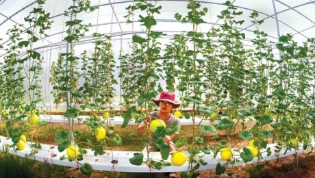 Nông dược Việt Nam hướng đến nông nghiệp xanh và bền vững