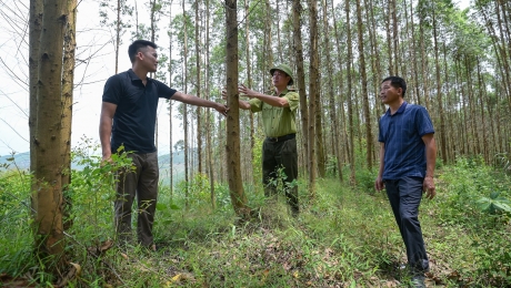 Hỗ trợ 50 triệu đồng/ha trồng rừng gỗ lớn
