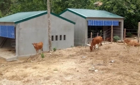 Những 'biệt thự cho bò' ở xứ Nghệ