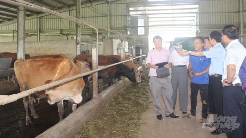 Hà Nam: Nhiều chính sách hỗ trợ để năm 2020 đạt 4.200 con bò sữa