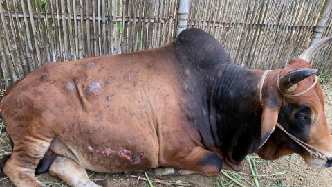 Bệnh viêm da nổi cục trâu, bò lần đầu xuất hiện tại Việt Nam