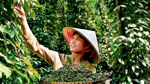 Mục tiêu lớn cho ngành hồ tiêu Việt Nam: An toàn, bền vững, tăng thu nhập