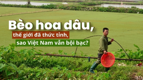 Các nhà khoa học nói gì về tương lai bèo hoa dâu ở Việt Nam?