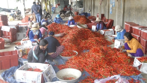 Chủ tịch Bình Định 'kéo' doanh nghiệp, ngân hàng tiêu thụ ớt cho nông dân