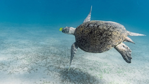 Bảo tồn rùa biển tại Đông Nam Á cần cả khu vực vào cuộc