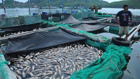 Hàng chục tấn tôm hùm, cá biển chết đột ngột