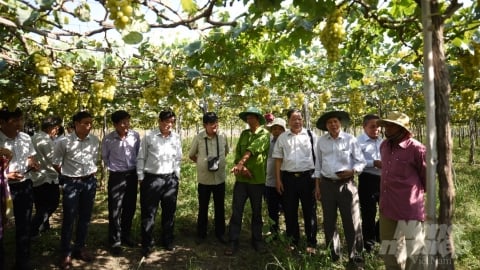 Giáo sư Đại học Kyoto gợi ý giải pháp cải thiện sức khỏe đất